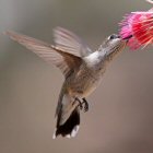 Hummingbird