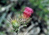 Arizona Thistle