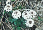 Wild Candytuft