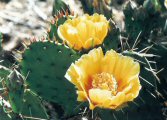 Prickly Pear Cactus