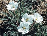 Evening Primrose