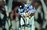 Blue Thickleaf Penstemon