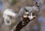 Abert's Squirrel