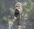 Bobcat