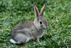 Desert Cottontail