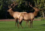 Elk