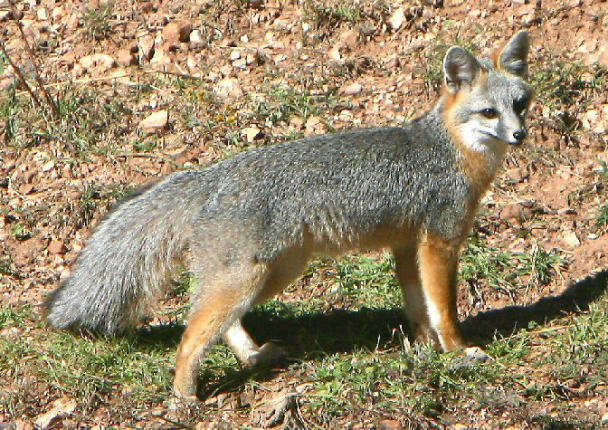 Photo Gray Fox