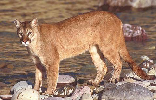 Mountain Lion