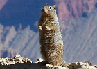 Rock Squirrel