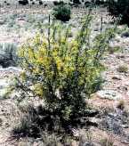 Fremont Barberry