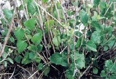 Brickellia Leaves