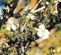 Cliffrose Flower