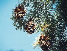 Douglas Fir Cones