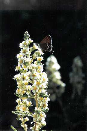 Fernbush Flowers