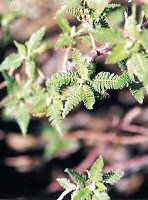 Fernbush Leaves