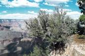 Curl-leaf Mountain Mahogany