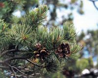 Pinyon Pine Cones