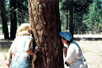 Smelling the Bark