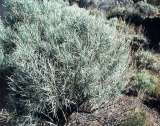 Rabbitbrush