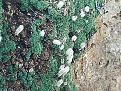 Rock Mat Flowers