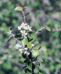 Utah Serviceberry