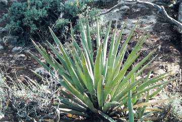 Banana Yucca