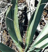 Yucca Fibers